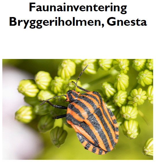 2022. Inventering av fauna. ArtLab Gnesta, Gnesta. / 2022. Local inventory of invertebrate fauna. ArtLab Gnesta, Sweden.